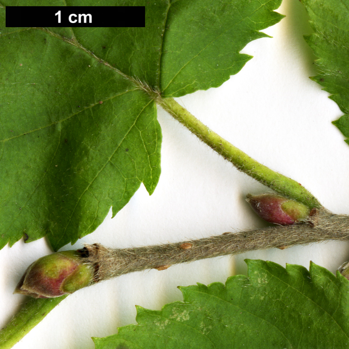 High resolution image: Family: Betulaceae - Genus: Corylus - Taxon: sieboldiana - SpeciesSub: var. mandshurica